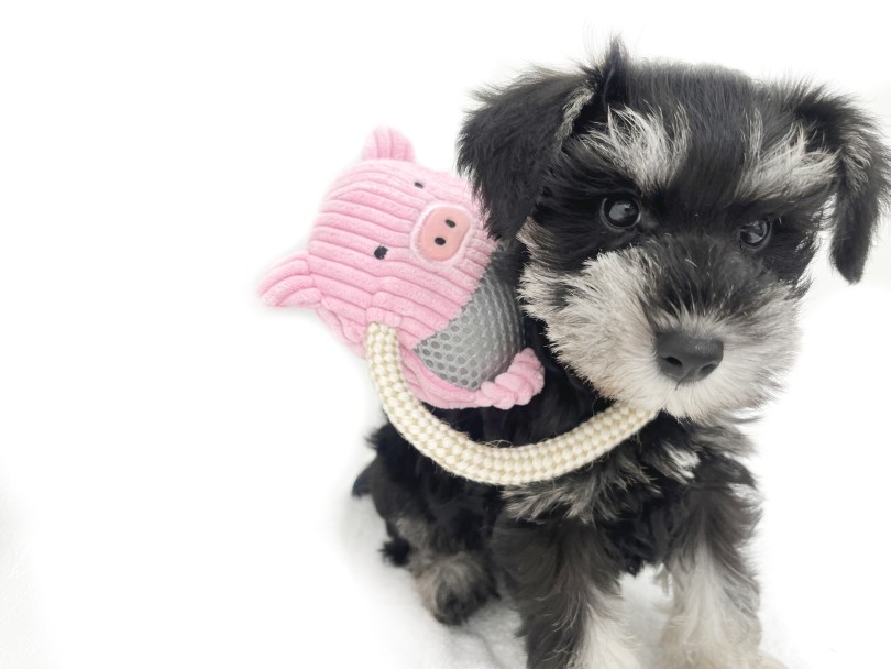 初めてワンちゃんを飼われる方でも安心してお迎えできる犬種です | ミニチュア・シュナウザー （140923） - 横浜 元町店