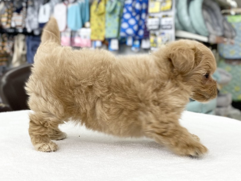 手が隠れてしまうほどの毛量！ | MIX犬 マルプー （6131181） - 横浜 大倉山店