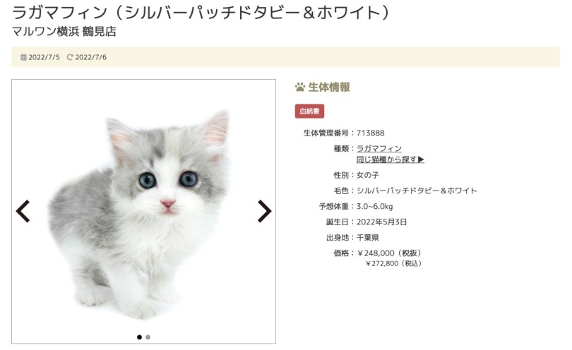 第三位 鶴見店のラガマフィンちゃん！ | 7/8版注目のワンちゃんネコちゃんランキング