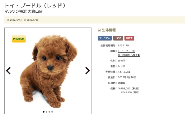 第二位！横浜 大倉山店のトイ・プードルちゃん！ | 7/1版注目のワンちゃんネコちゃんランキング！