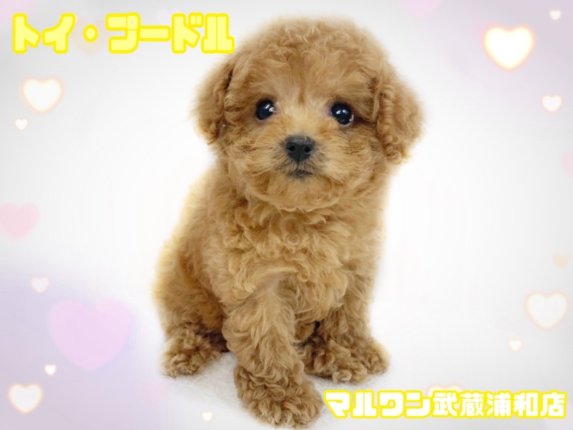 【 トイ・プードル 】生後83日で860g！小柄なタイニーサイズプードル！