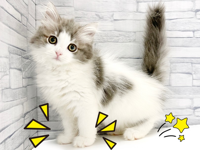 中〜大型猫種に分類される猫種 成猫時5kg前後を予想 | ノルウェージャンフォレストキャット （413117） - さいたま 武蔵浦和店