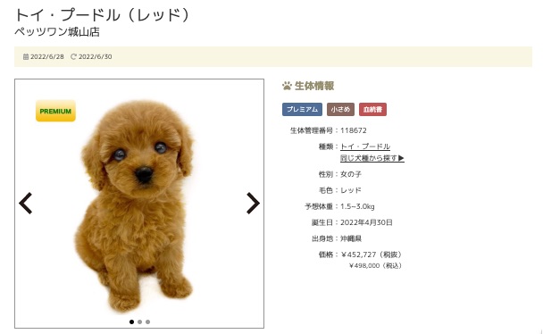 第三位 城山店のトイ・プードルちゃん！ | 7/1版注目のワンちゃんネコちゃんランキング！