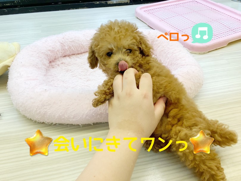トイプードルをお探しの方は、ぜひマルワンさいたま 武蔵浦和店まで会いに来てくださいね♪ | トイ・プードル （413113） - さいたま 武蔵浦和店