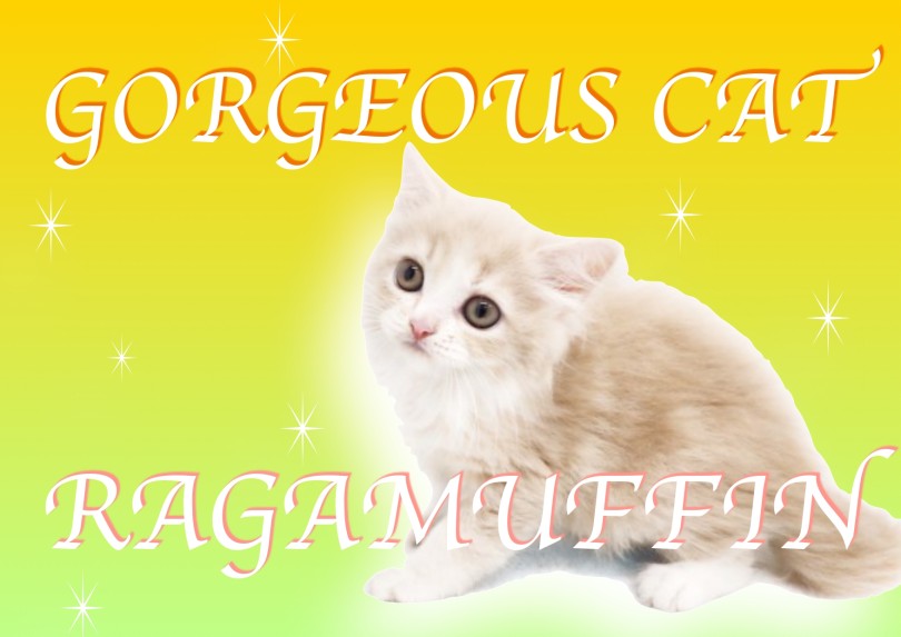 【 ラガマフィン 】美しさと愛らしさを兼ね揃えたゴージャスキャットの決定版！
