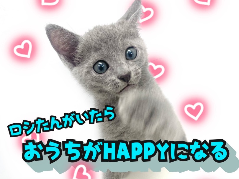ロシたんが気になる方はマルワン東川口店へご来店ください♪ | ロシアンブルー （150313） - 東川口店