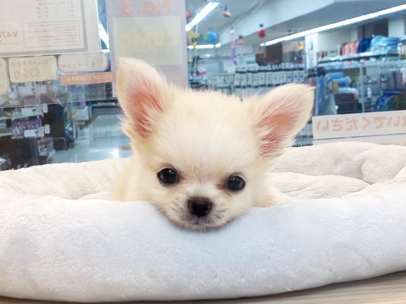 圧倒的な可愛さをもつプレミアムなクリームチワワちゃまのリアルを店頭で体感しにいらして下さい！ | チワワ （120545） - 横浜 今宿店