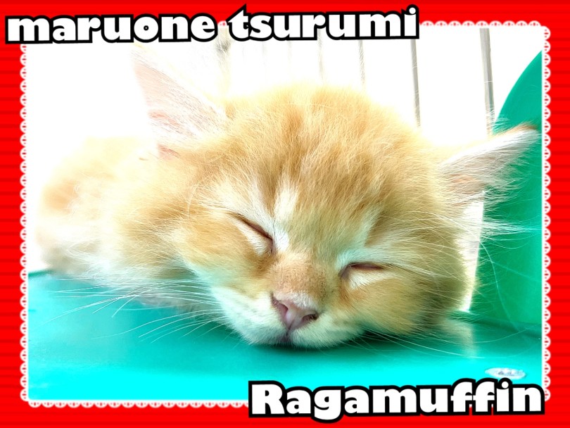 入店初日には、早くも安心しきった寝顔を見せてくれました♡ | ラガマフィン （713890） - 横浜 鶴見店