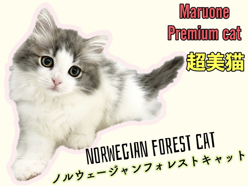 【 ノルウェージャンフォレストキャット 】待望のプレミアムなにゃんこが登場！！
