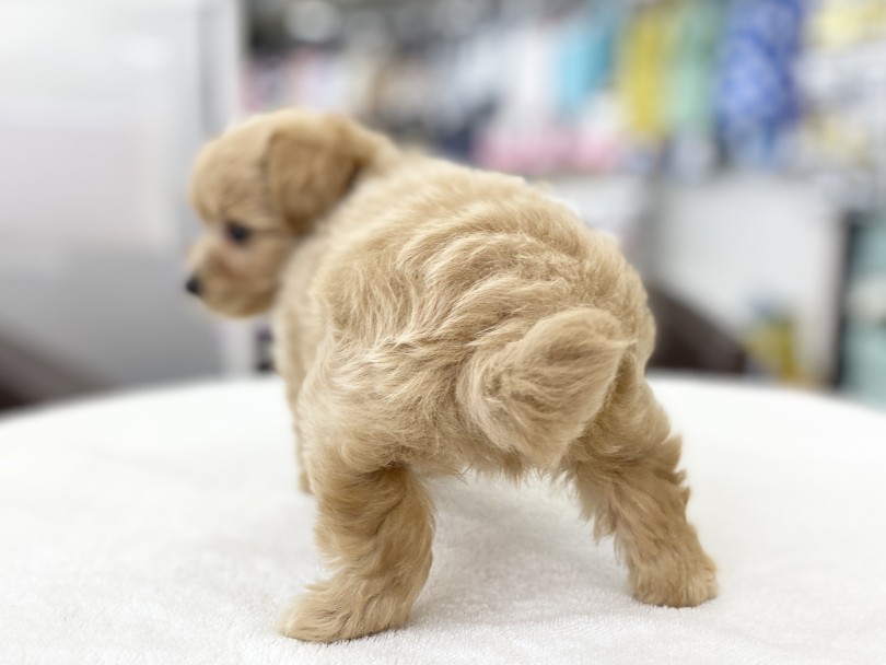 触り心地が、すんごい！ | MIX犬 マルプー （6131181） - 横浜 大倉山店