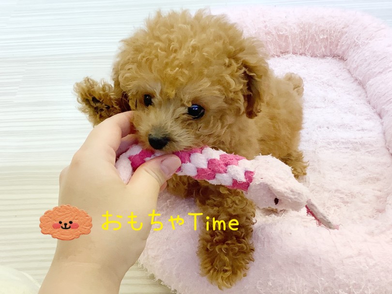 おもちゃtime | トイ・プードル （413113） - さいたま 武蔵浦和店
