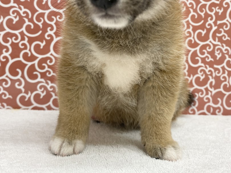 「裏白」と呼ばれる胸元と足先の白い部分はチャームポイント | 柴犬 （6131185） - 横浜 大倉山店