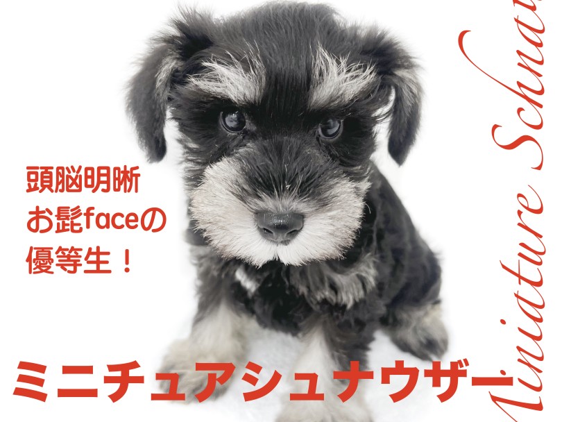 【 ミニチュア・シュナウザー 】頭脳明晰！優しい性格のおひげfaceな優等生！