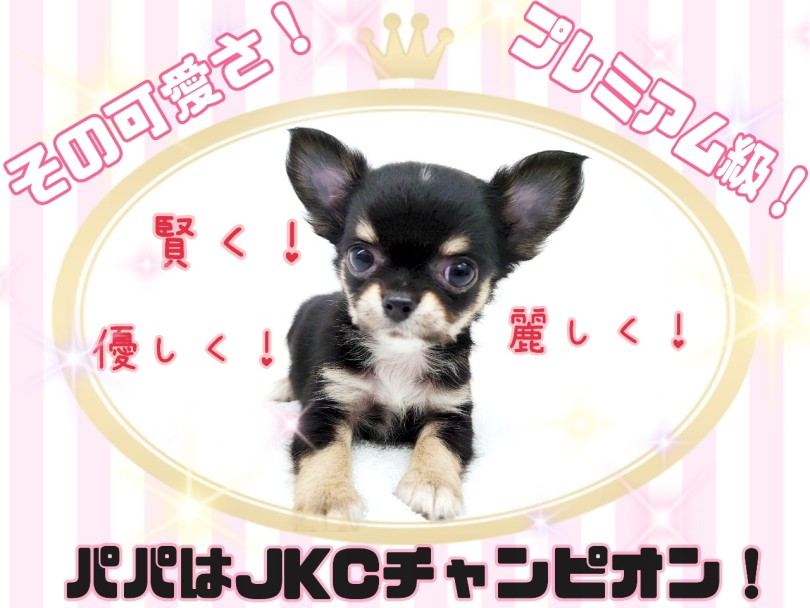 【 チワワ 】パパはJKCチャンピオン！将来有望！手乗りチワワ！