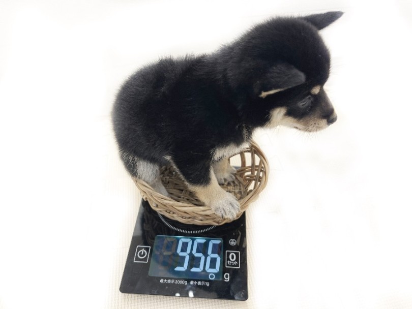生後60日の体重は956g | 豆柴 （814758） - 大和 相模大塚店