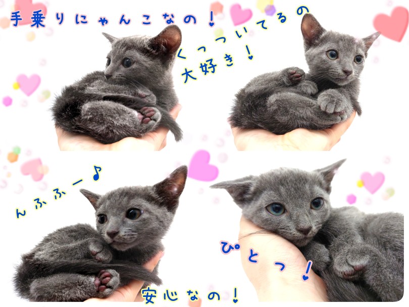 ちびっこサイズ！手乗りにゃんこ！ | ロシアンブルー （130441） - 高井戸店