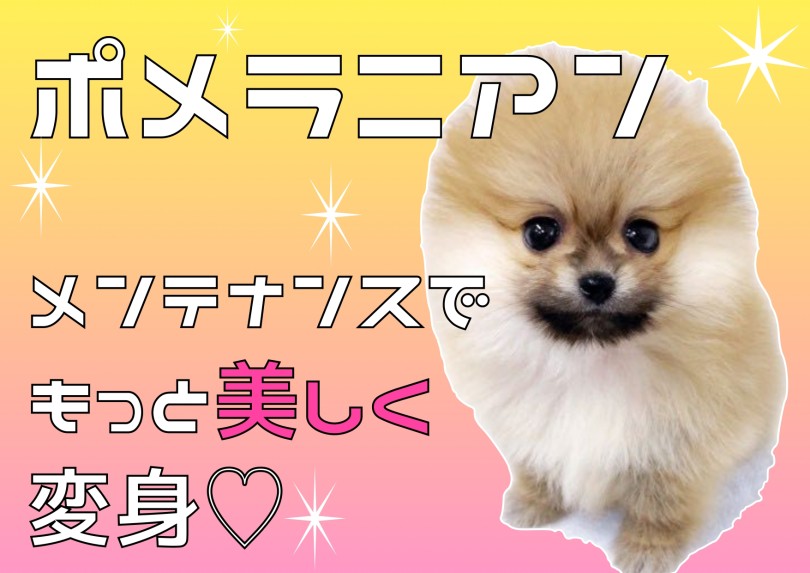 【 ポメラニアン 】美ポメになるための5つの大切なお手入れに挑戦！