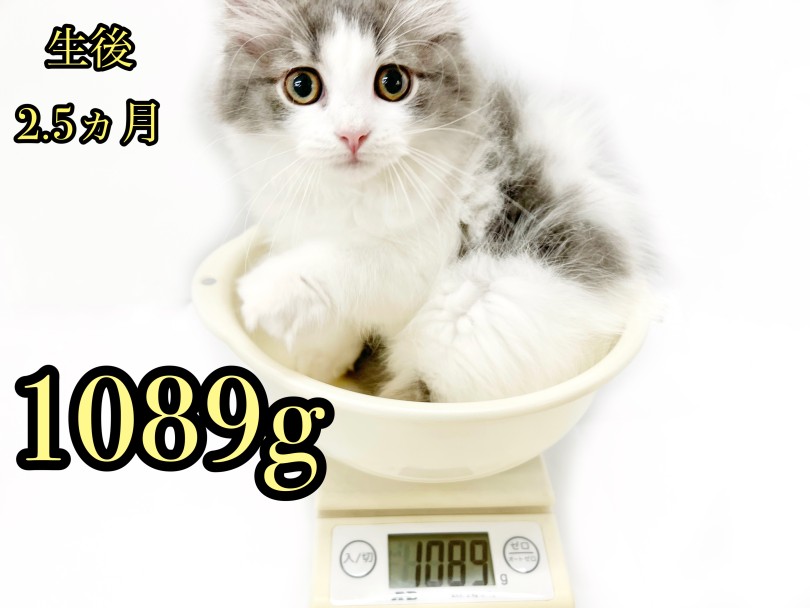 生後2ヵ月半の体重は1089g | ノルウェージャンフォレストキャット （413117） - さいたま 武蔵浦和店