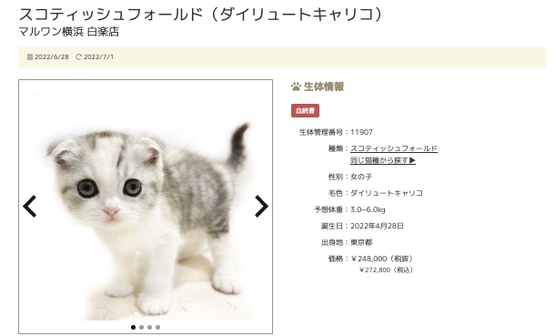 第7位！横浜 白楽店のスコティッシュフォールドちゃん！ | 7/1版注目のワンちゃんネコちゃんランキング！