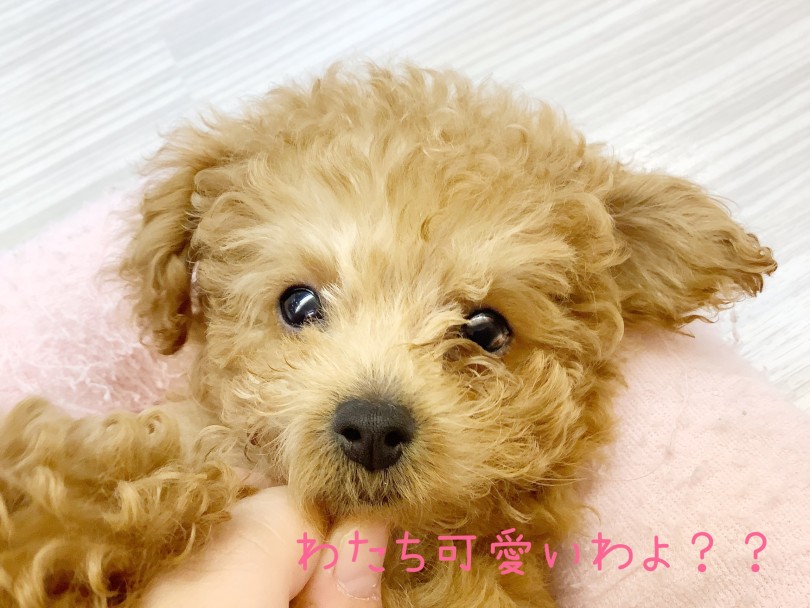 癒しのドッグライフを求める飼い主様におすすめな犬種 | トイ・プードル （413113） - さいたま 武蔵浦和店