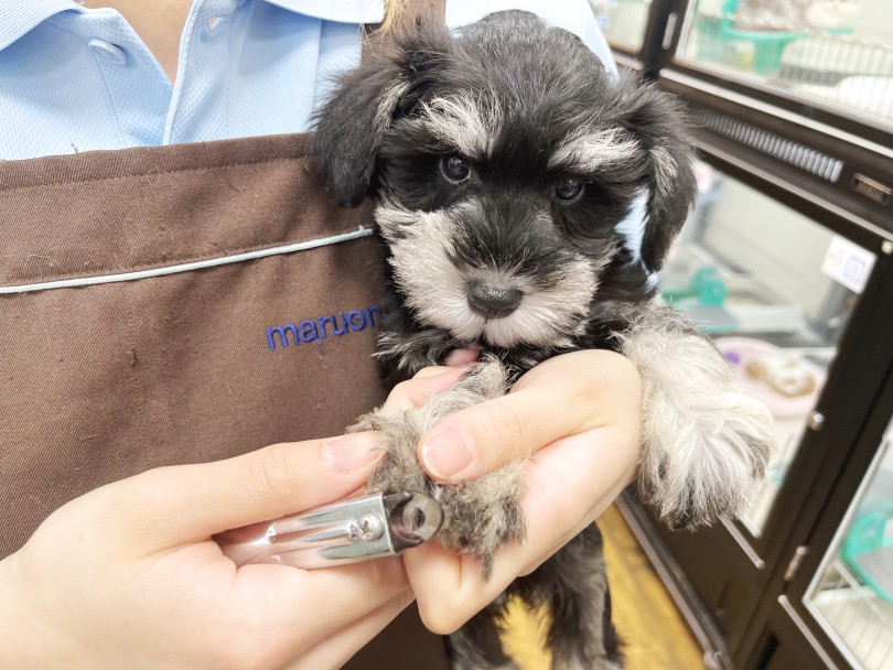 当店ではお店に来てからお手入れの練習を日々行なっております | ミニチュア・シュナウザー （140923） - 横浜 元町店