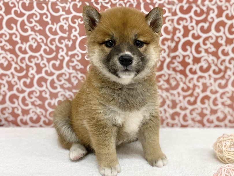 パパは日保本部賞完成犬を受賞！！スーパー良血統！！ | 柴犬 （6131185） - 横浜 大倉山店