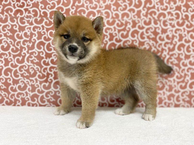 立ち込み姿は凛々しくも美しい | 柴犬 （6131185） - 横浜 大倉山店