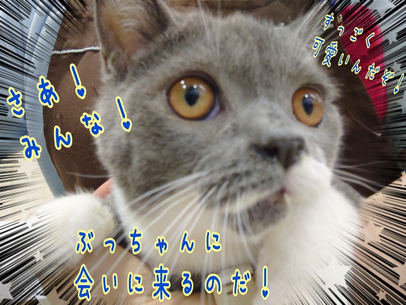 お気軽に可愛すぎるぶっちゃんに会いに来てみてください！ | ブリティッシュショートヘア （130446） - 高井戸店