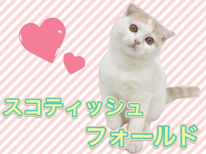 【 スコティッシュフォールド 】甘えん坊の立ち耳イケメン王子がやってきた！