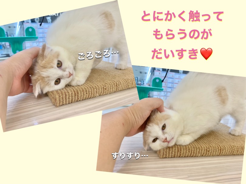 甘えてくる姿にメロメロ | スコティッシュフォールド （150312） - 東川口店