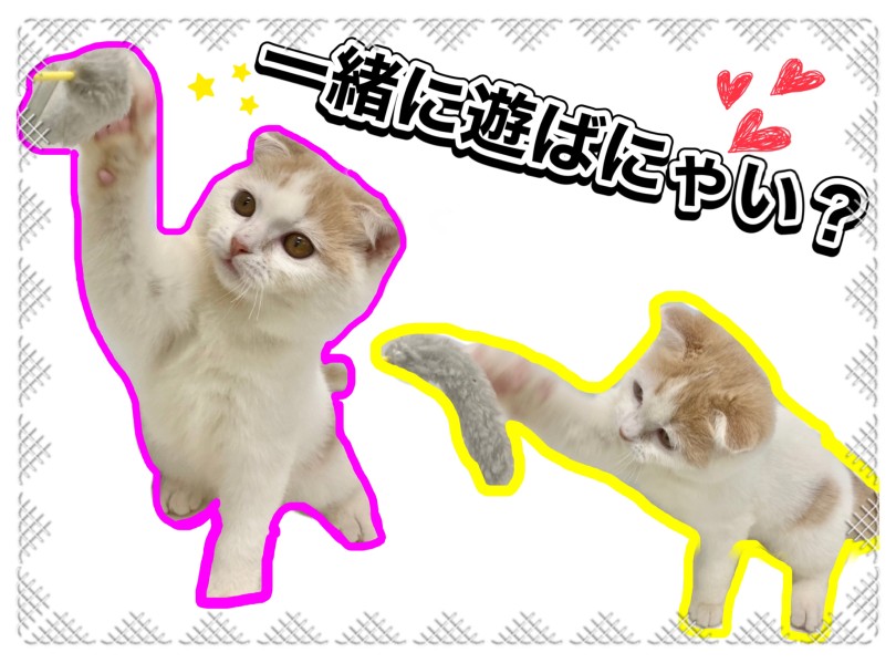 おもちゃを見つけると遊びスイッチON♪ | スコティッシュフォールド （150312） - 東川口店