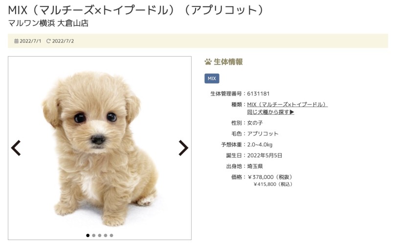 今週の第一位は！横浜 大倉山店のマルプーちゃん！ | 7/8版注目のワンちゃんネコちゃんランキング