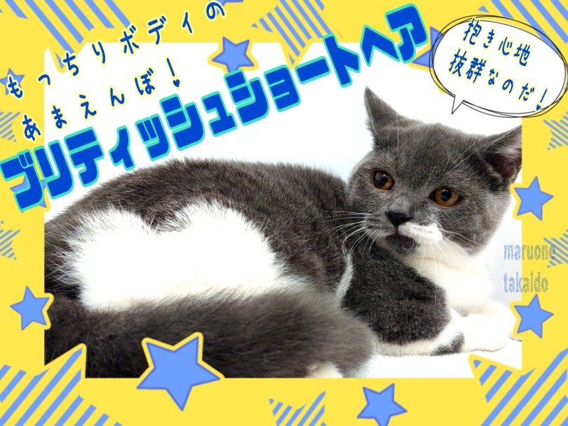 【 ブリティッシュショートヘア 】抱き心地抜群！もっちりボディのあまえんぼ！
