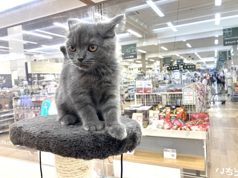 猫との生活は広さより高さ | ブリティッシュショートヘア (118670) - 城山店