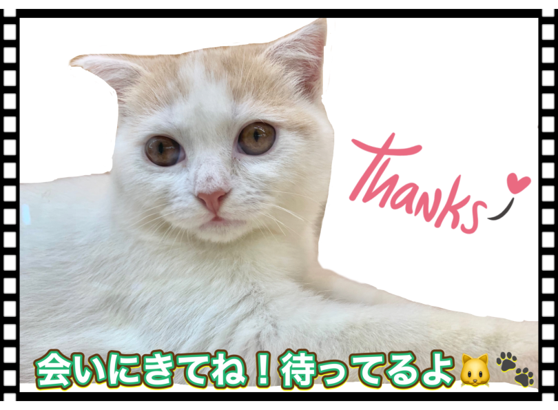 スコティッシュくんに会いにきてください！ | スコティッシュフォールド （150312） - 東川口店