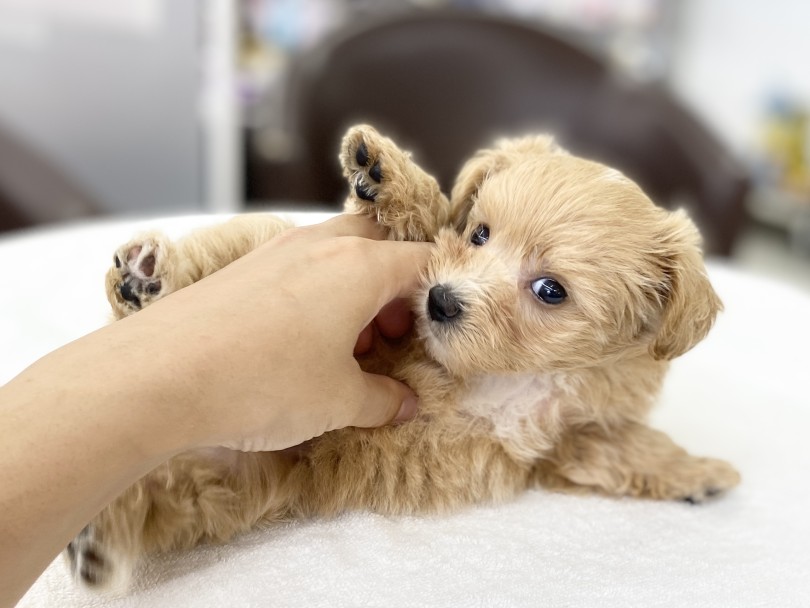 甘噛抑制トレーニング中！ | MIX犬 マルプー （6131181） - 横浜 大倉山店