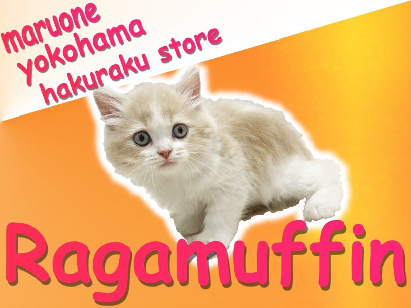 【 ラガマフィン 】遊ぶの大好きな優しい性格！飼いやすさ抜群のぬいぐるみ猫！