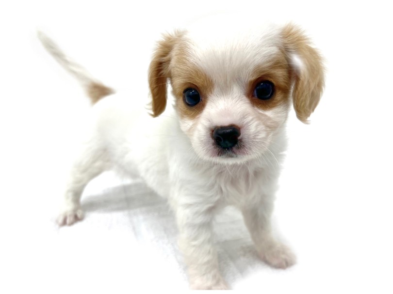 チワワとキャバリアの両種の特徴を、絶妙なバランスで受け継いでいるお顔 | MIX犬 チワキャバ （140941） - 横浜 元町店
