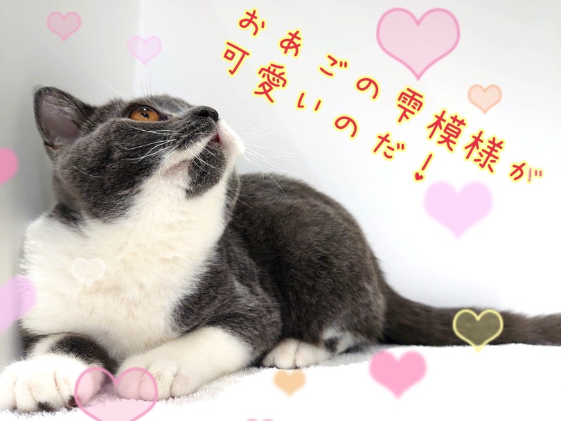 嬉しい時も、ふてくされている時も可愛さ満点 | ブリティッシュショートヘア （130446） - 高井戸店