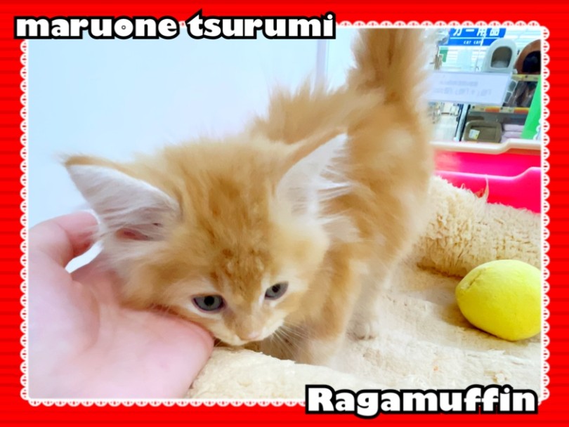メンテナンスが終わると、いつもの甘えん坊さんに♡ | ラガマフィン （713890） - 横浜 鶴見店