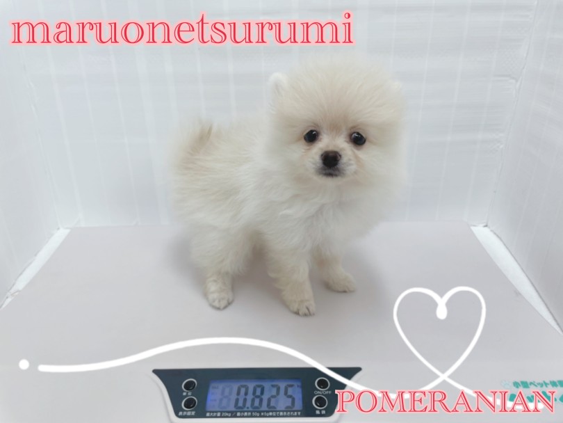 生後69日目にして825g。通常のポメラニアンの同月齢の子達よりもコンパクトサイズ | ポメラニアン （713887） - 横浜 鶴見店