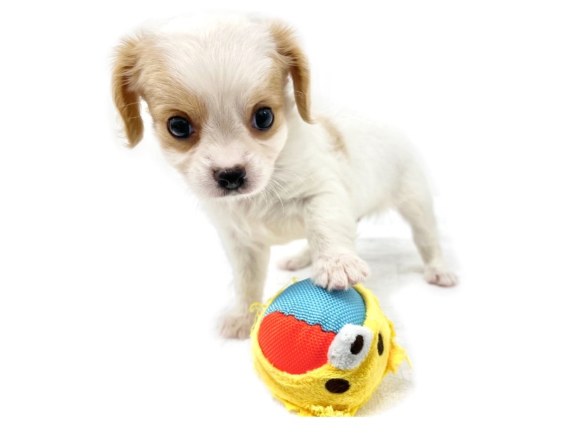 ビシッとポーズを決めて勝負を挑むチワキャバちゃん（笑） | MIX犬 チワキャバ （140941） - 横浜 元町店