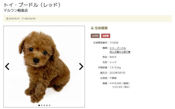 第10位！梅島店のトイ・プードルちゃん！ | 7/1版注目のワンちゃんネコちゃんランキング！