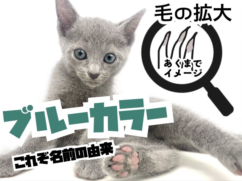 アッシュブルーの短い被毛 | ロシアンブルー （150313） - 東川口店