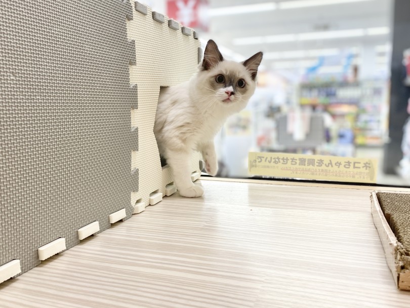 呼べば来るワンちゃんみたいな性格 | ラグドール （6131167） - 横浜 大倉山店