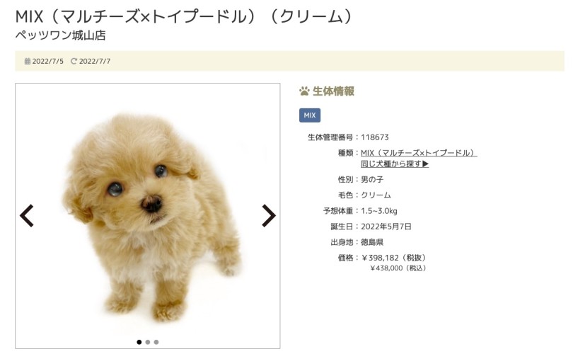 第4位！城山店のマルプーちゃん！ | 7/8版注目のワンちゃんネコちゃんランキング