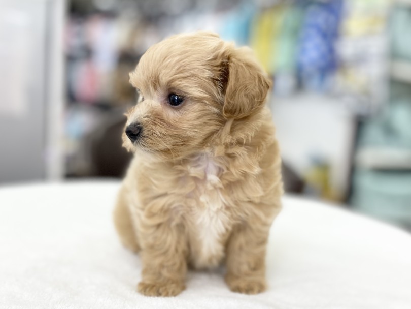 ぷにぷにマルプーちゃんを抱っこしてみてくださいね♡ | MIX犬 マルプー （6131181） - 横浜 大倉山店