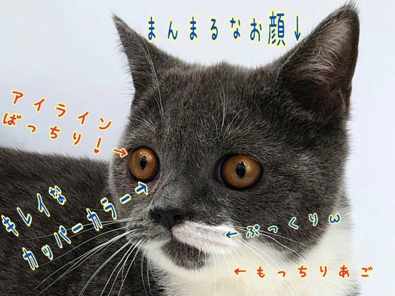 個性的なお顔は愛嬌たっぷり！ | ブリティッシュショートヘア （130446） - 高井戸店