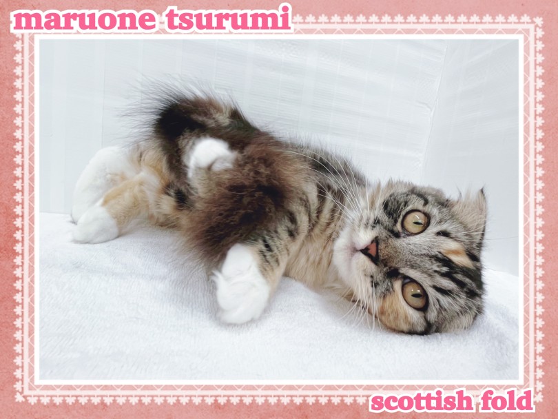 写真を撮ろうとするとピタッと止まってくれるサービス精神旺盛なスコちゃん | スコティッシュフォールド (713861) - 横浜 鶴見店