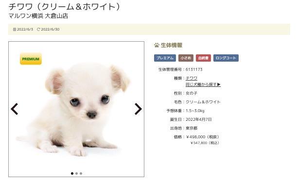 今週の第一位は横浜 大倉山店のチワワちゃん | 7/1版注目のワンちゃんネコちゃんランキング！